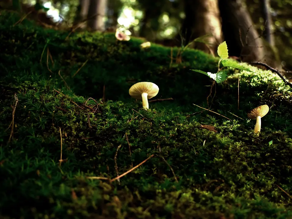 A small white mushroom growing on a mossy floor